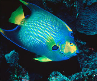 20110307-NOAA reef fsih Angelfish_100.jpg